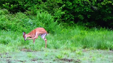 White-tailed deer