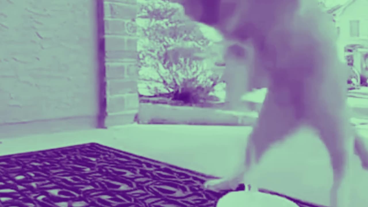 WHAT HAPPENS WHEN A CAT EATS SOMETHING SPICY????