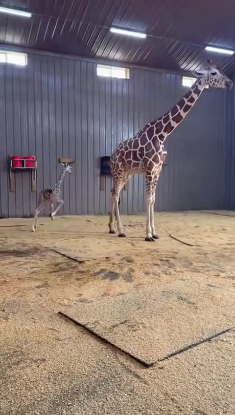 Baby Giraffe Zoomie