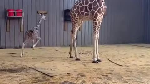 Baby Giraffe Zoomie