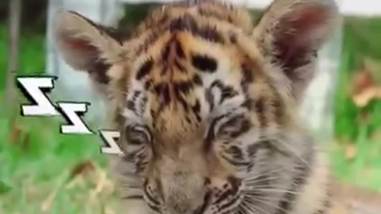 Funny 😂 video of rabbit 🐇🐰 and 🐅 tiger cobs