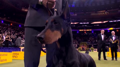Penny the Doberman pinscher takes Westminster Best in Show