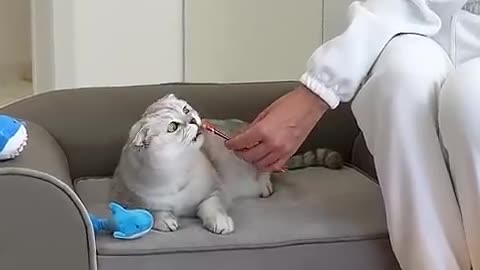 FUNNY ANIMAL VIDEO