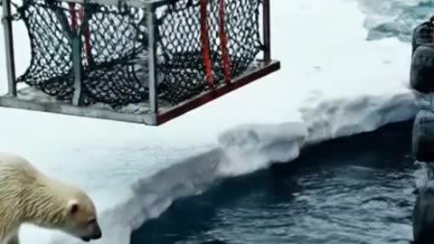 Alone on the Ice: Saving a Polar Bear Cub from Orcas
