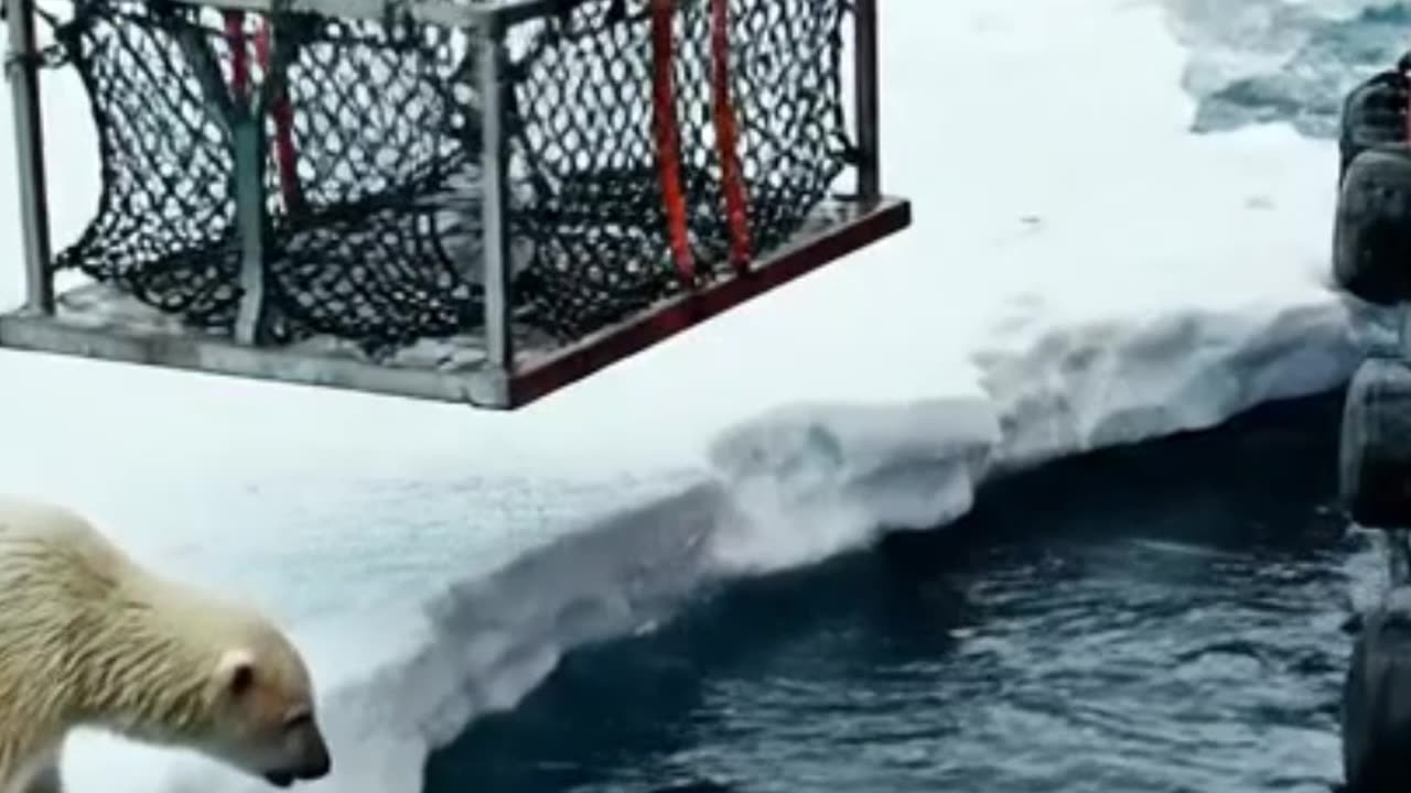 Alone on the Ice: Saving a Polar Bear Cub from Orcas