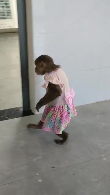 Super funny! What does Kobi the monkey do when his mother is away?