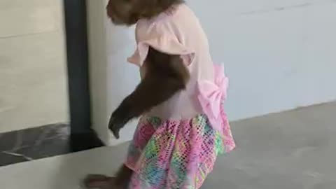 Super funny! What does Kobi the monkey do when his mother is away?