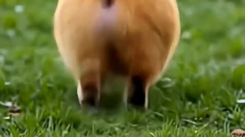 Fun with animals