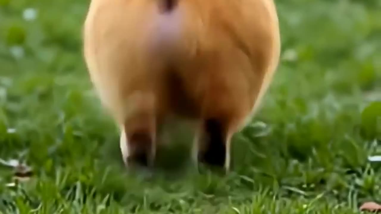 Fun with animals