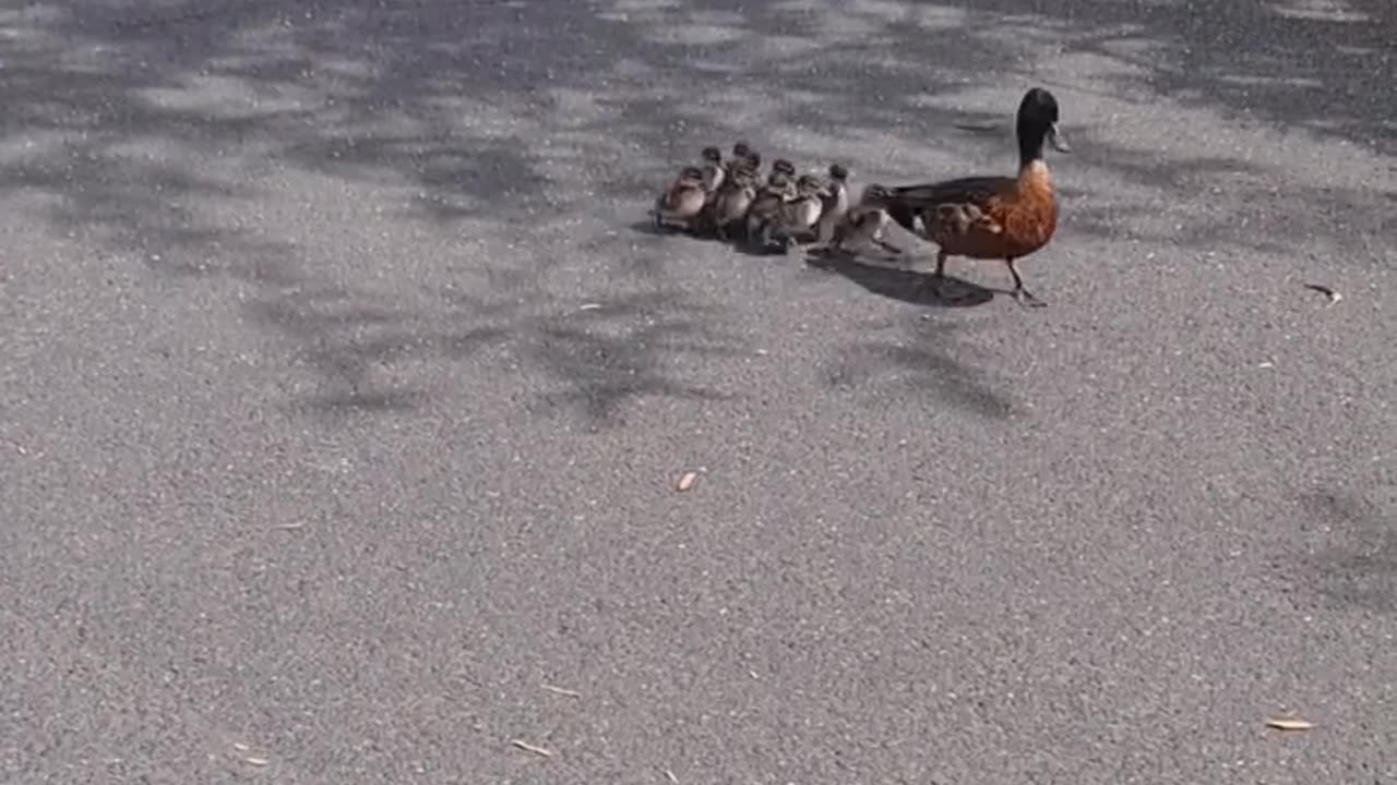 A duck defends its ducklings from a persistent crow.