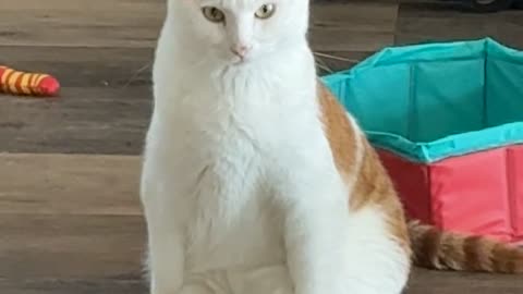 Handsome Cat Sitting Like a Human