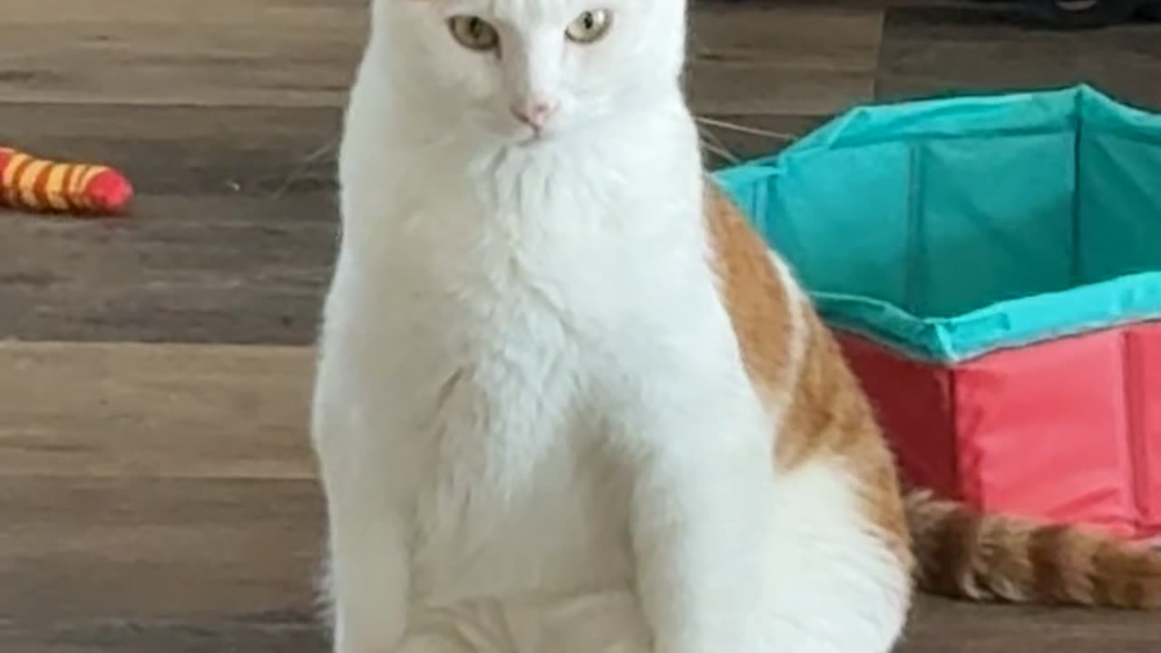 Handsome Cat Sitting Like a Human