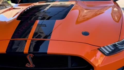 mustang Shelby gt500