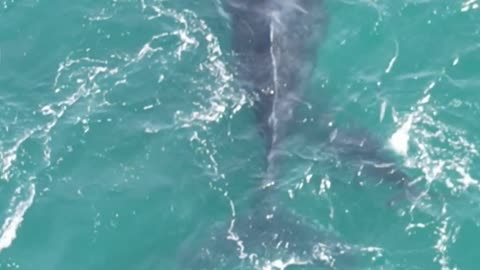 #animal #shots #shortvideo #Fish #tending #viralvideo
