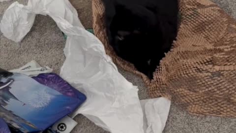 Cute Precious Piper Finds Packing Material on His Tuffet - My Adopted Shelter Cat Vlog #shorts