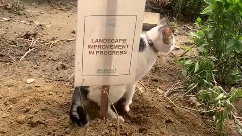 Cat Carries Out Landscape Improvement
