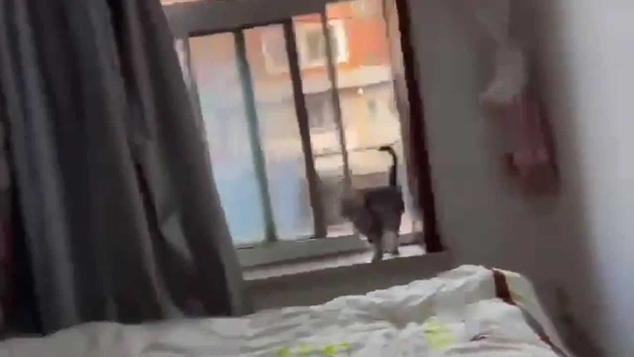 😂👀 This Crazy Cat's Entry Method is Hilarious! | FunFM