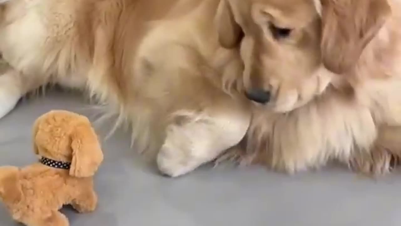 When you have a golden retriever