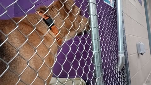 Nugget 5y Pet Id 946758 kennel 15 HSSAZ shelter he hears high energy kids & gets nervous20251114979