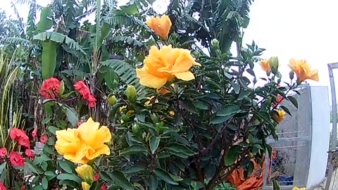 beautiful flowers