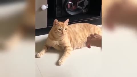 Dancing Cactus Toy Funny Cats😂 Kitty Vines