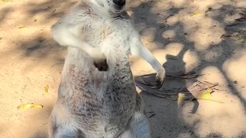 😂🦘 The Funniest Kangaroo Ever! | FunFM