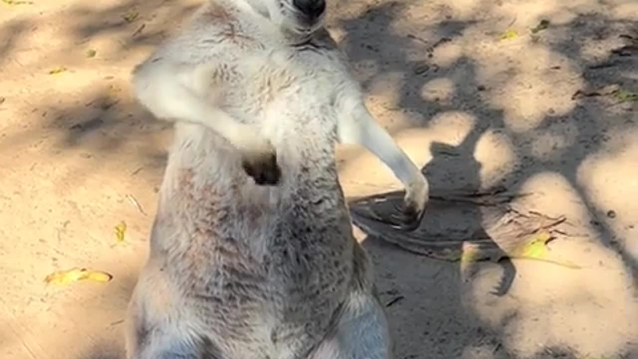 😂🦘 The Funniest Kangaroo Ever! | FunFM