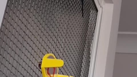 Linden & Hollian Exploring...