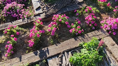 "Sun sets on lower Petunia Avenue."
