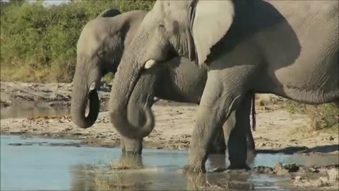 Elephant video comedy