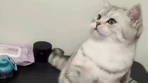 How I Annoy my Cat