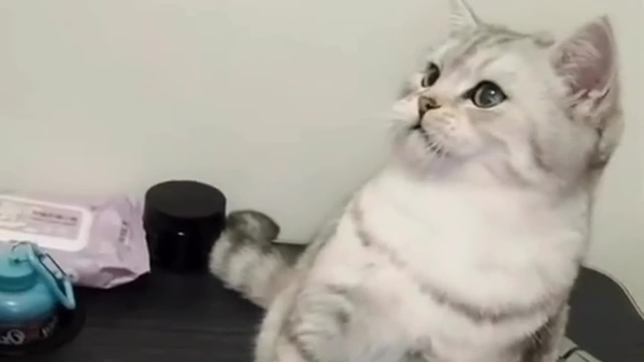 How I Annoy my Cat