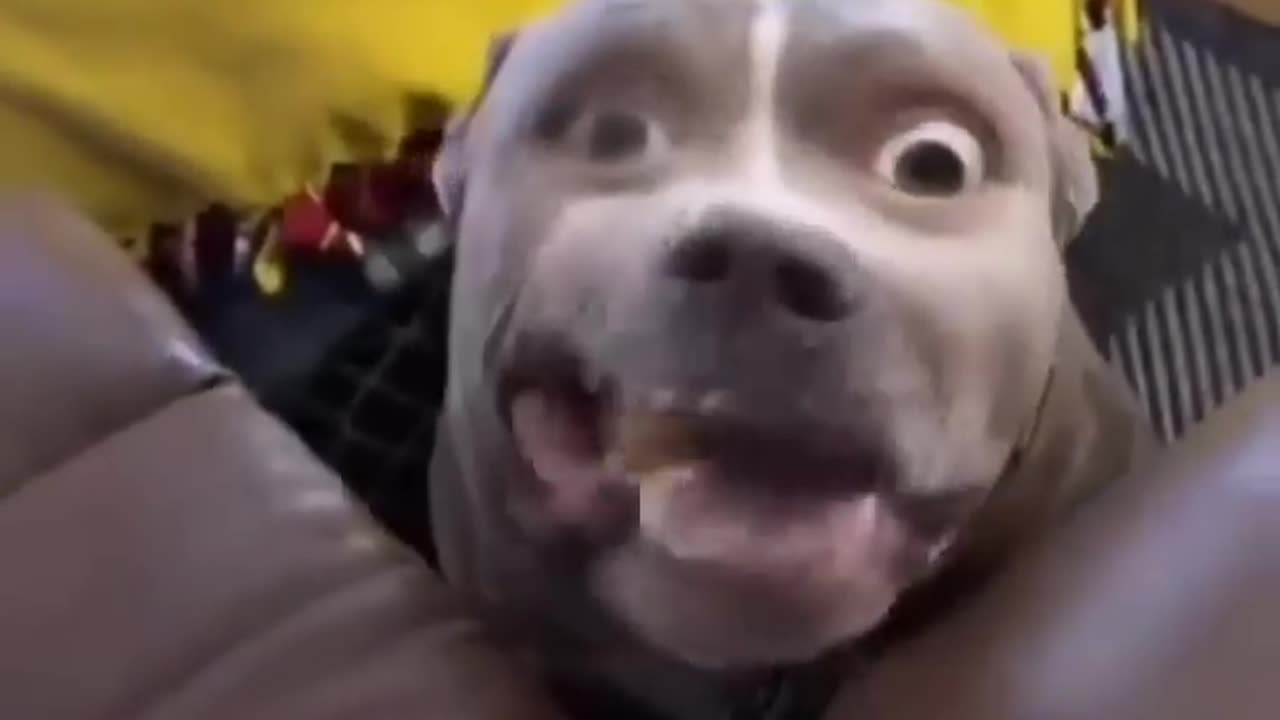 funny animals video