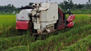 Harvesting Rice in an Asian Country