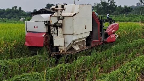 Harvesting Rice in an Asian Country