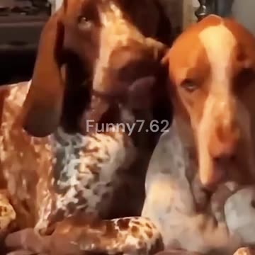 Some strange behaviors of animals #shorts #funny #dog #cat