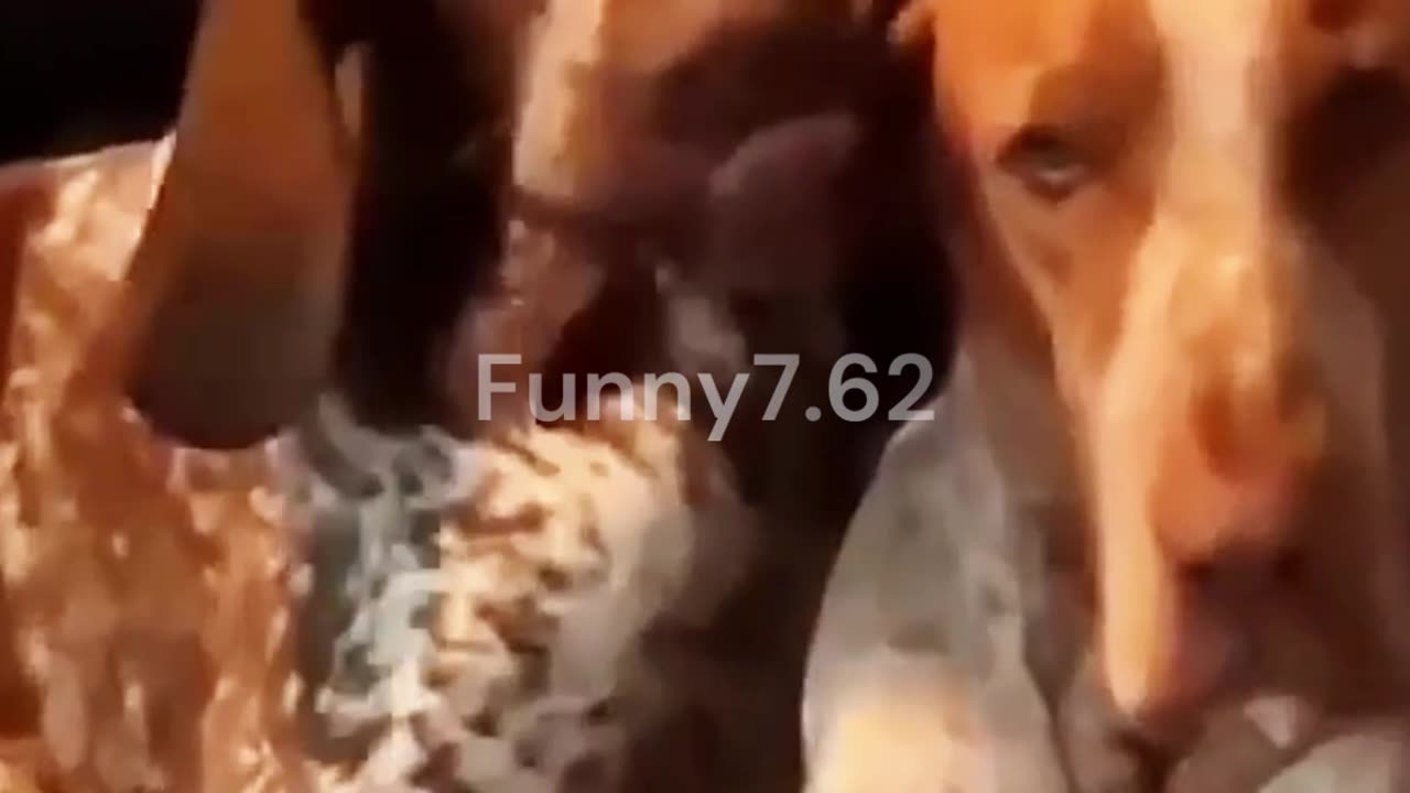 Some strange behaviors of animals #shorts #funny #dog #cat