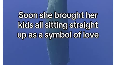 Shark saves whale!