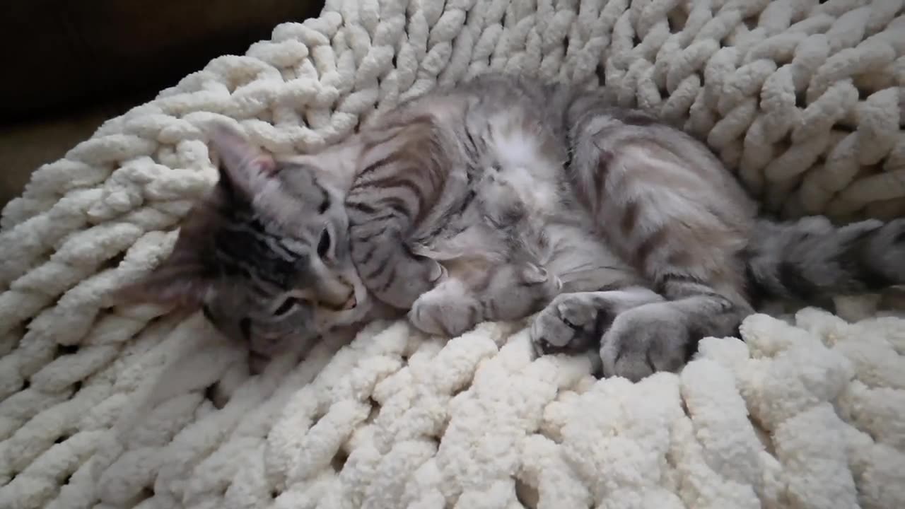 From Head Rubs to Dreamland: Adorable Cat Dozes Off into nap heaven