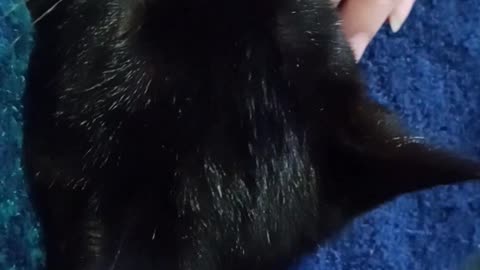 Kitten