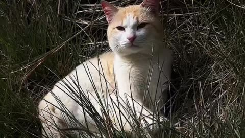 Pugal Cat: Mountain cat in the Philippine arrested and detained