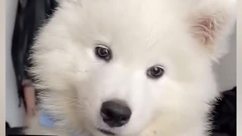 Cutest Puppy Ever