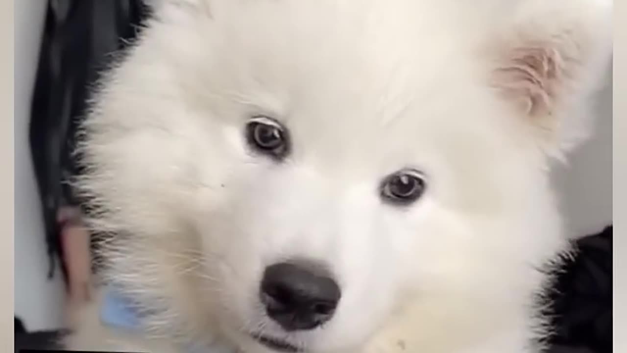 Cutest Puppy Ever