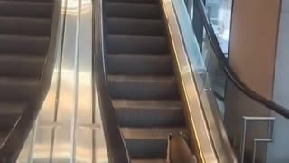😂🚶‍♂️ He Can't Move Forward... And You Won't Believe Why! | FunFM
