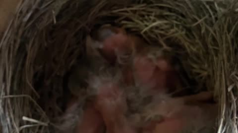 Newborn Baby Robbin’s