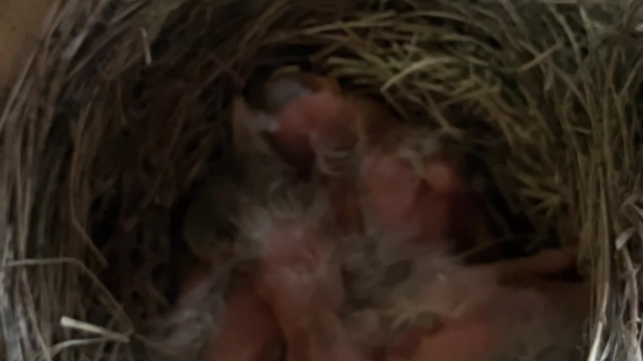 Newborn Baby Robbin’s