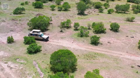 2 men save buffalo stuck in swamp, then the herd does shocking thing