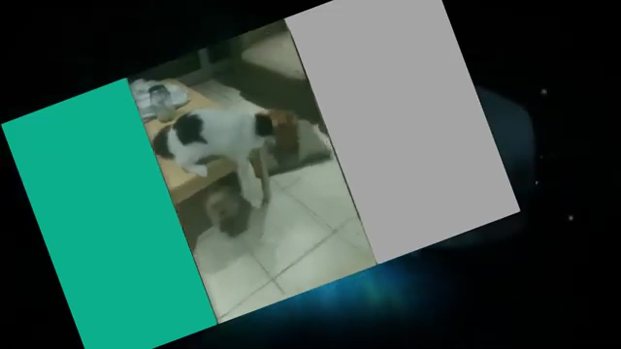 full 10 mints of ridiculousness cats are the most hilarious videos.