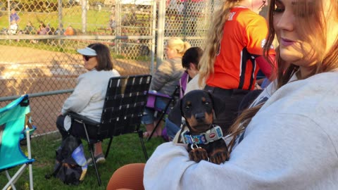 Doberman's as a Family Protection Dog?