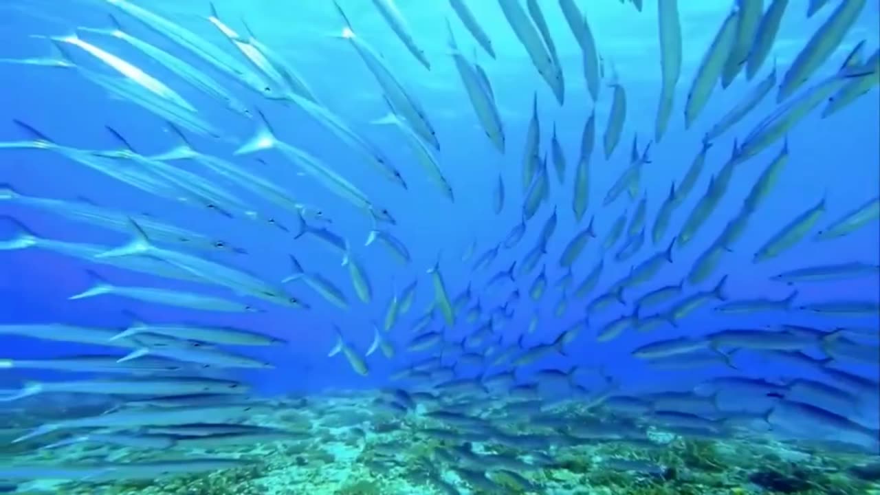 bicuda cardume